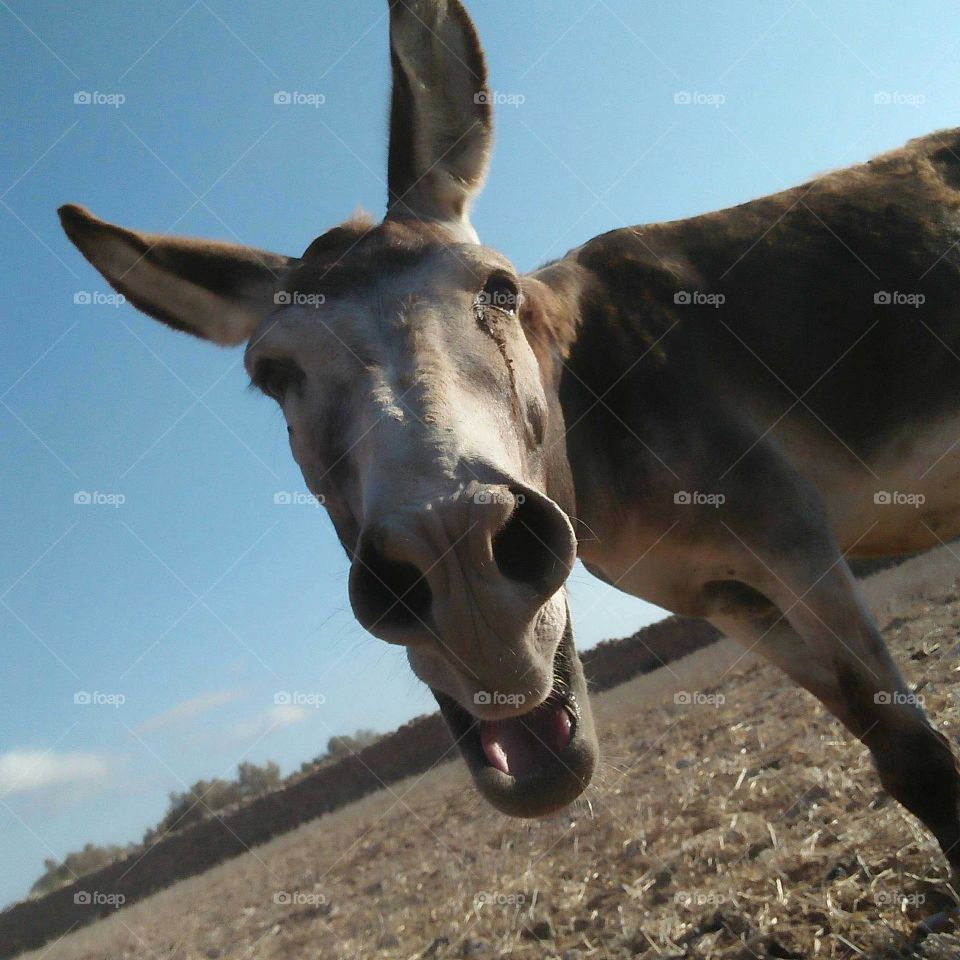 Donkey braying.