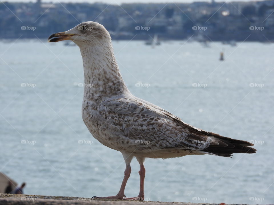 A seagull in Saint-Malo, France