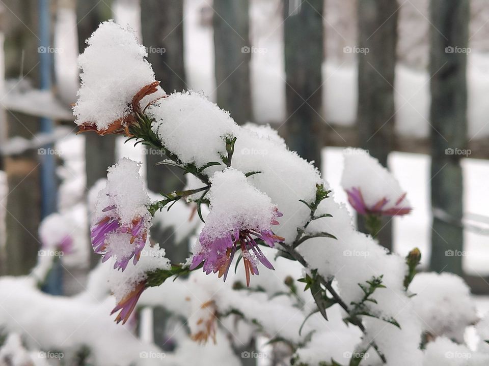 Pink autumn flowers and the first snow, frost and cold.