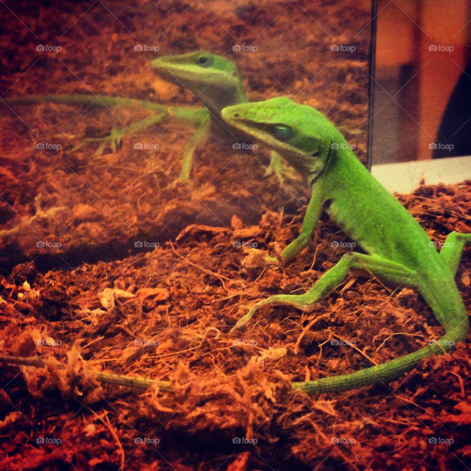 Anole lookin' in the mirror 