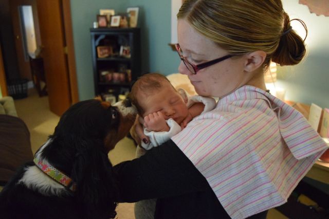 A cute tricolor Cavalier King Charles Spaniel meeting the newest member of the family 