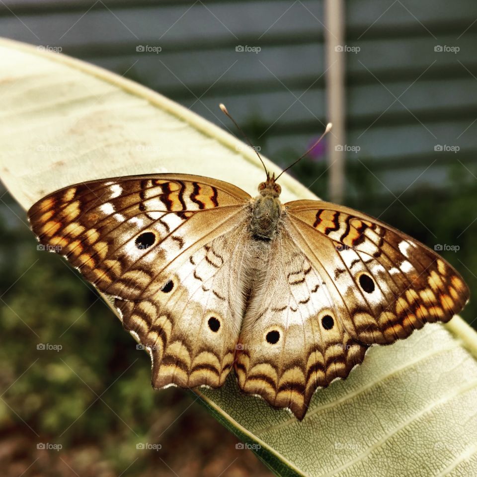 beautiful moth on plumeria leaf. black circles with muted yellow around it.