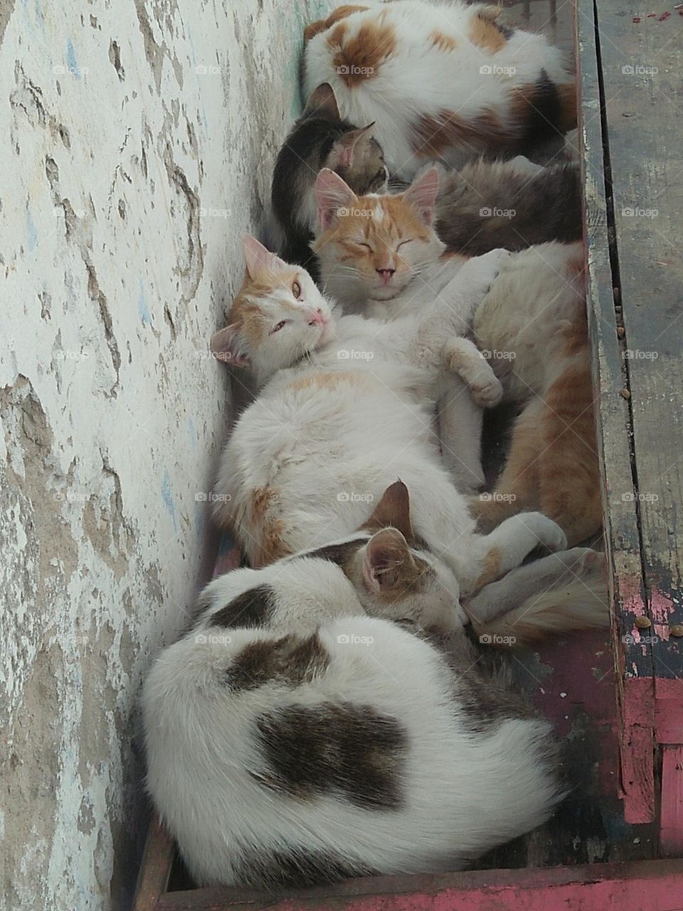 group of cats sleeping together.