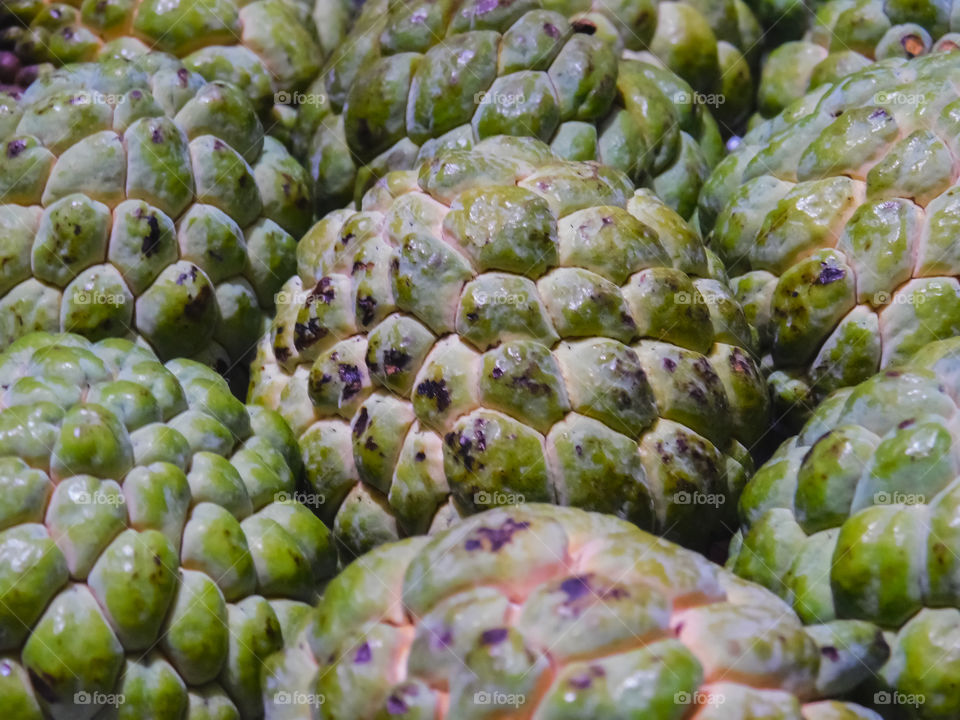Custard apple, Fruits growing in Indian soil that is Custard apple with green colour and in ripening process.