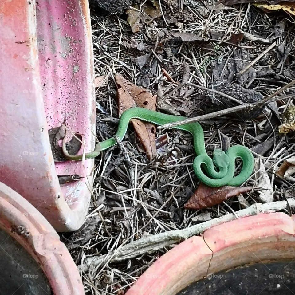 Green snake