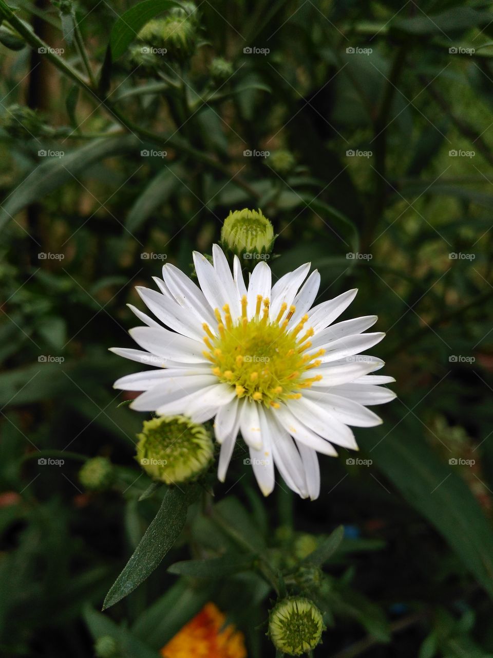 white flower
