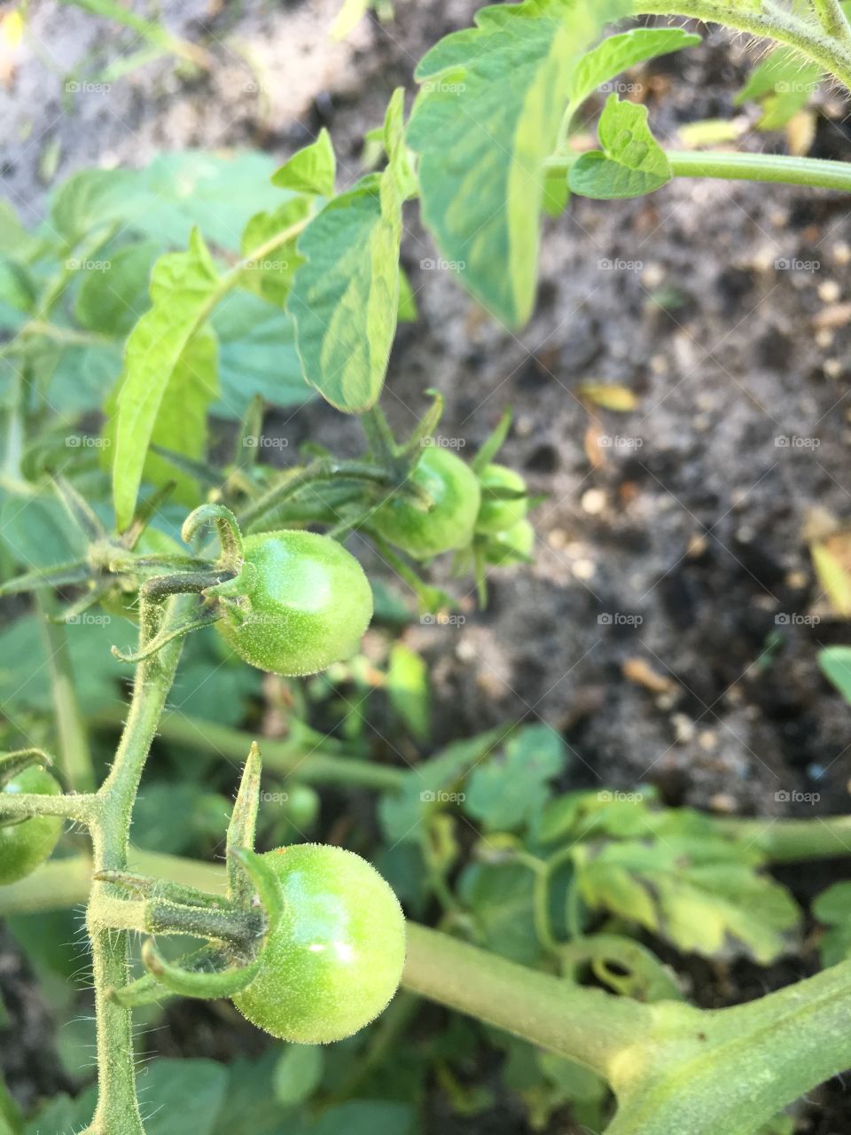 Peppers are growing 