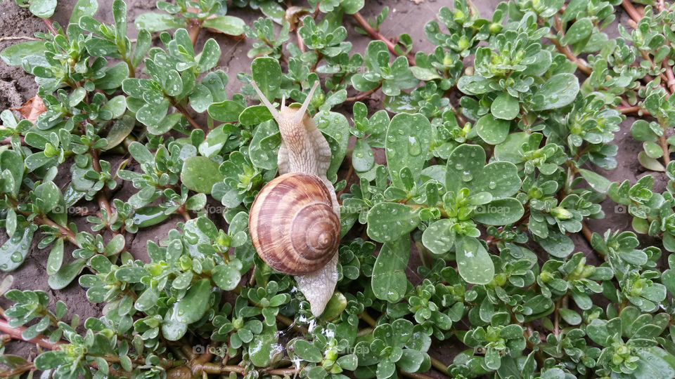 Snail in grass