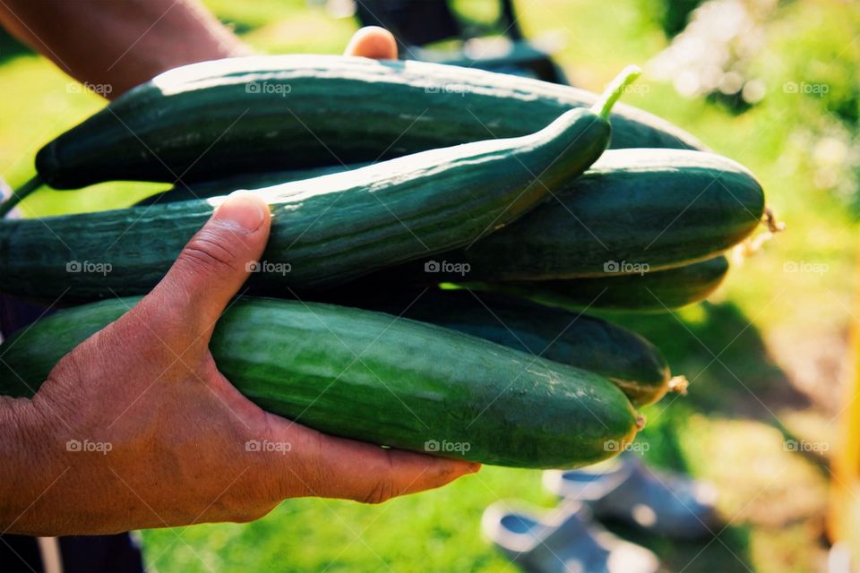 Cucumber