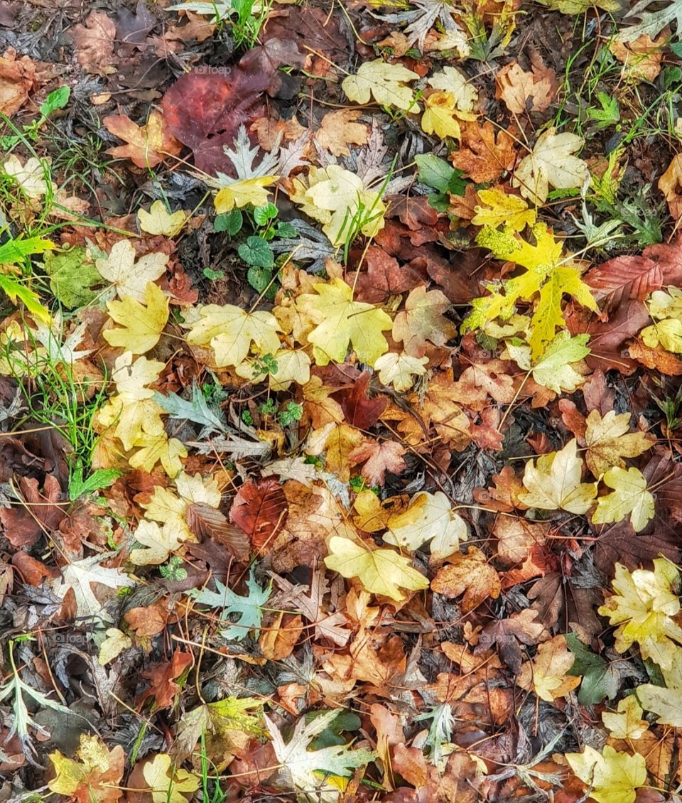 Autumn fallen leaves