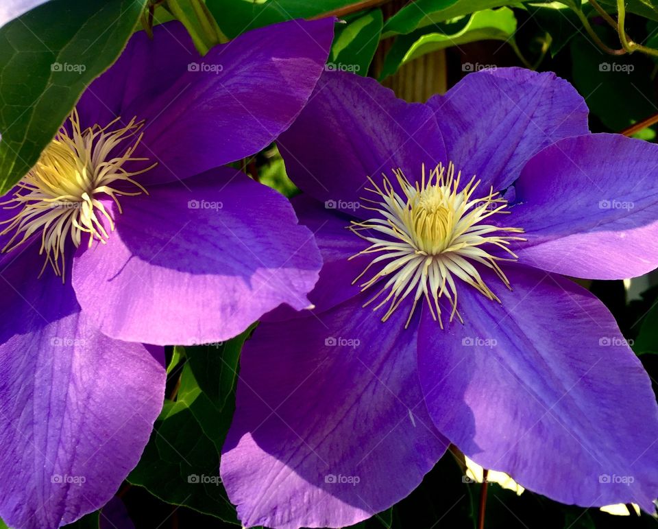 These flowers are just perfection of purple 