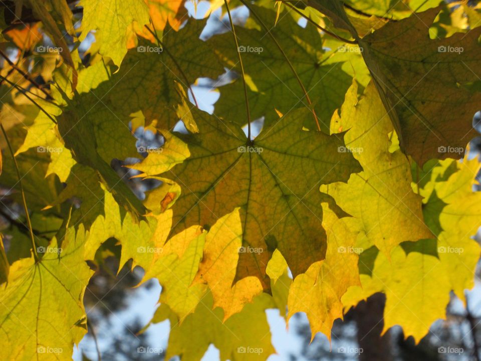 autumn leaf, maple, October, September, Russia