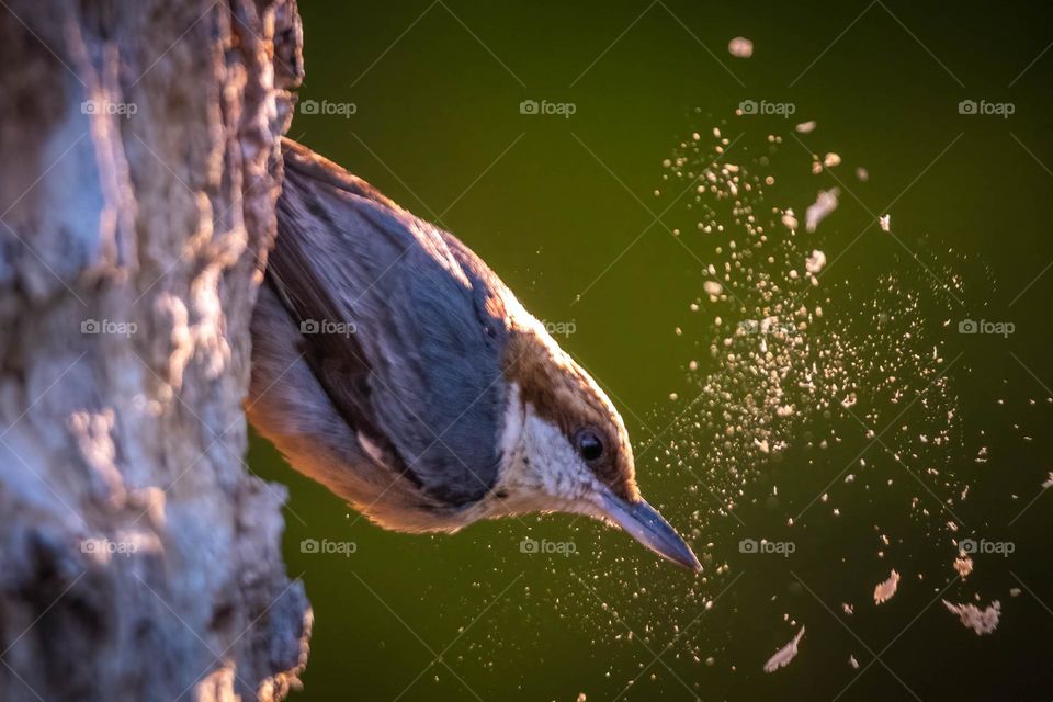 A brown-headed nuthatch clearing out a cavity for nesting. 