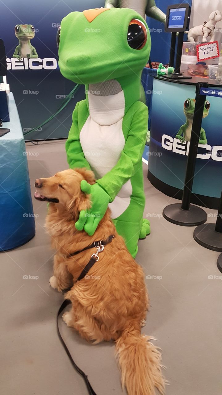 he can't get enough of this geico.