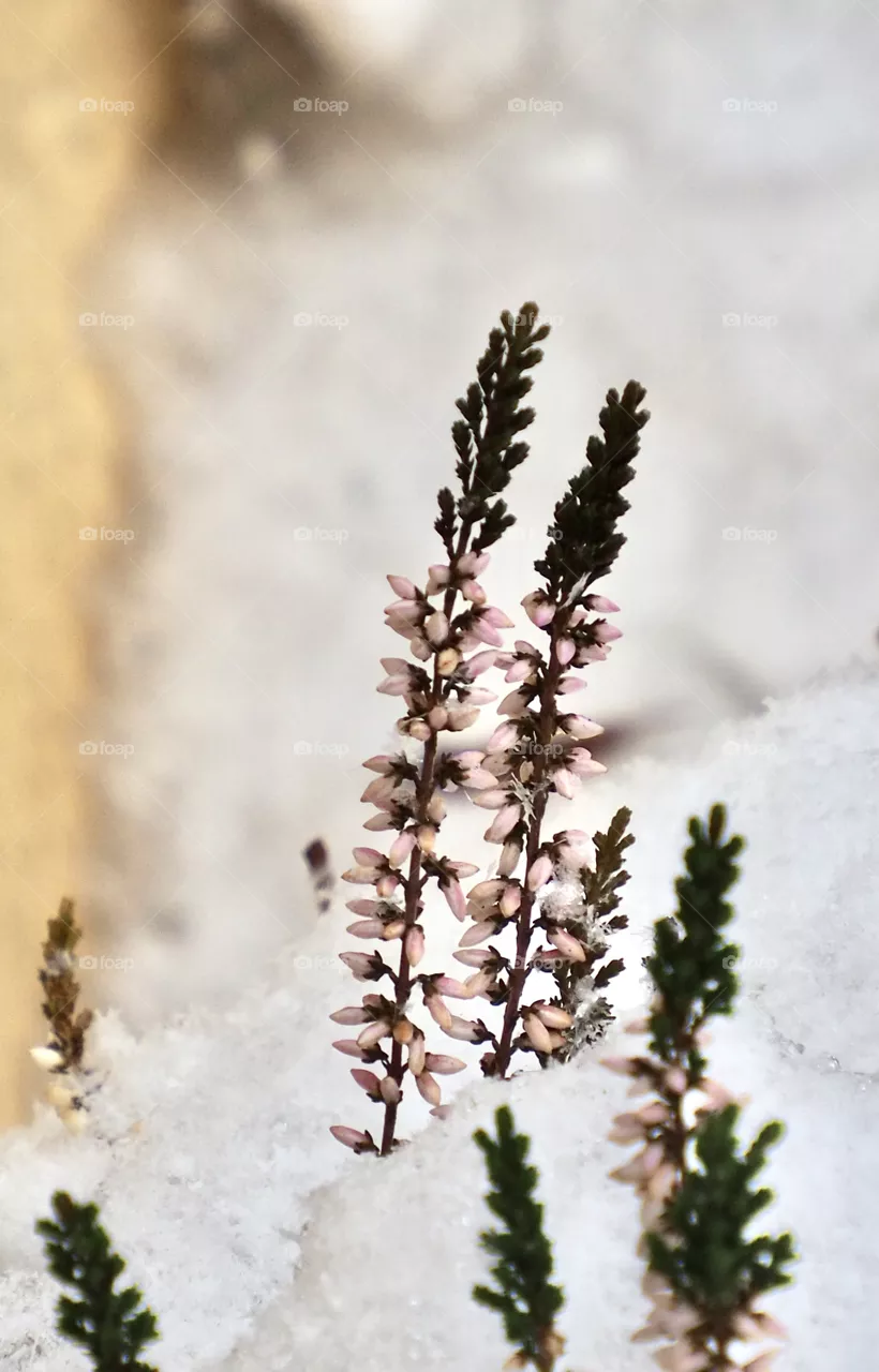Winter flowers