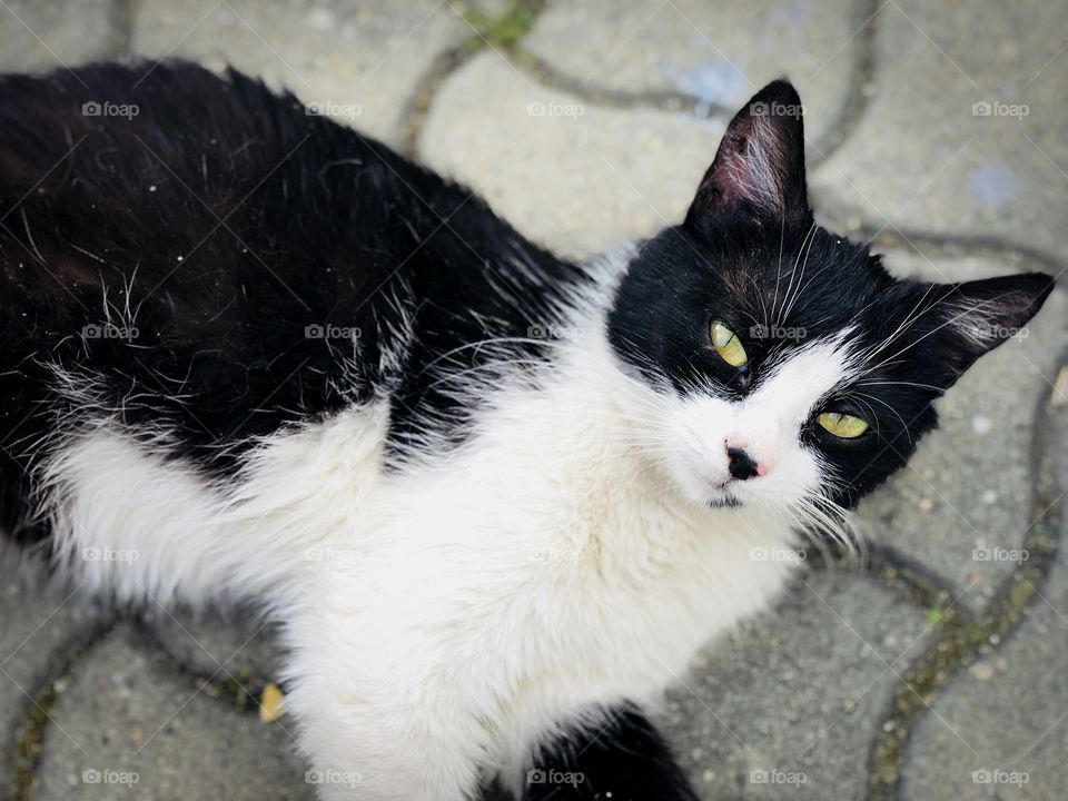 Lazy cat with black and white fur laying on the ground 