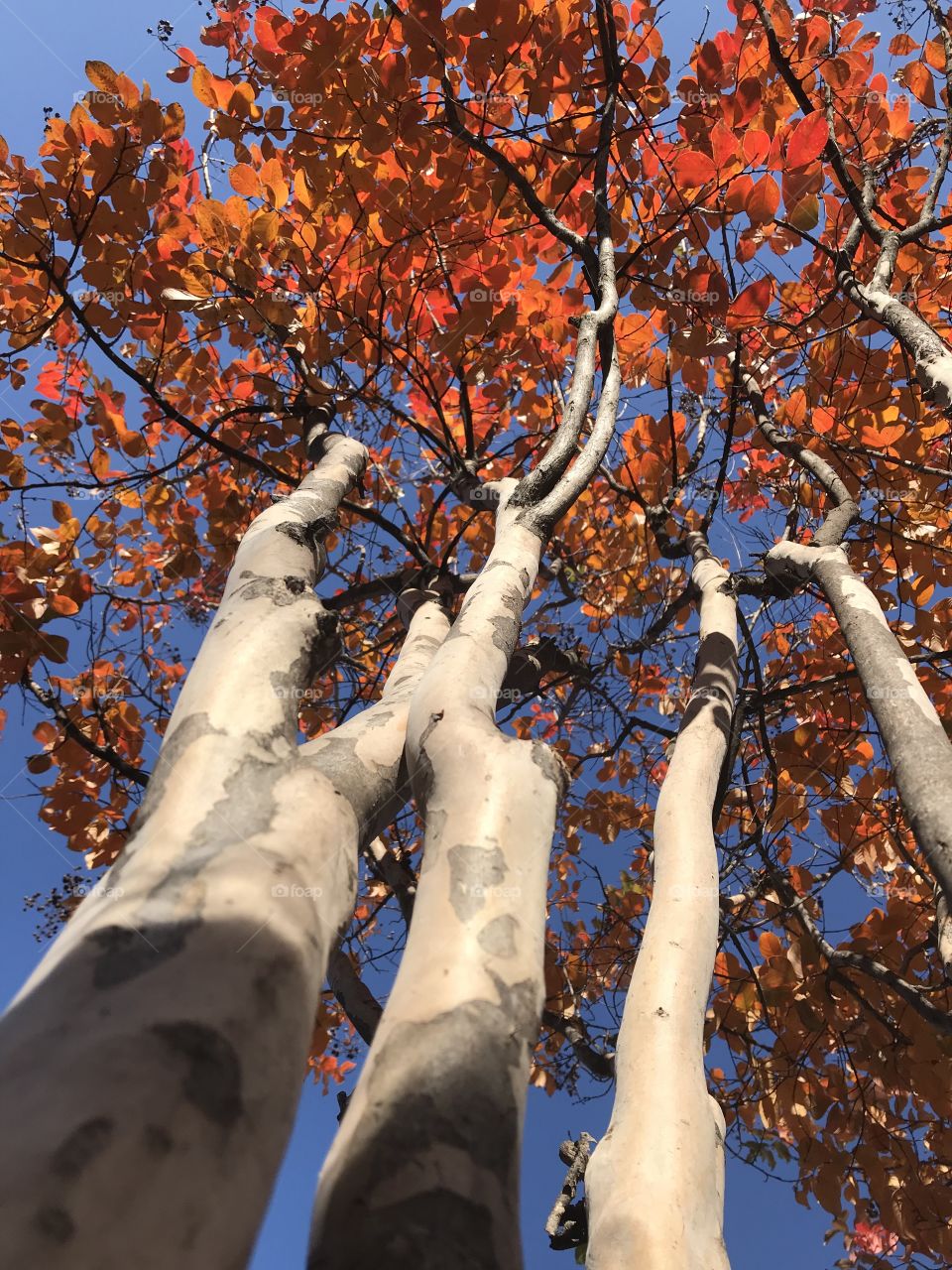 Fall Crepe Myrtle Tree