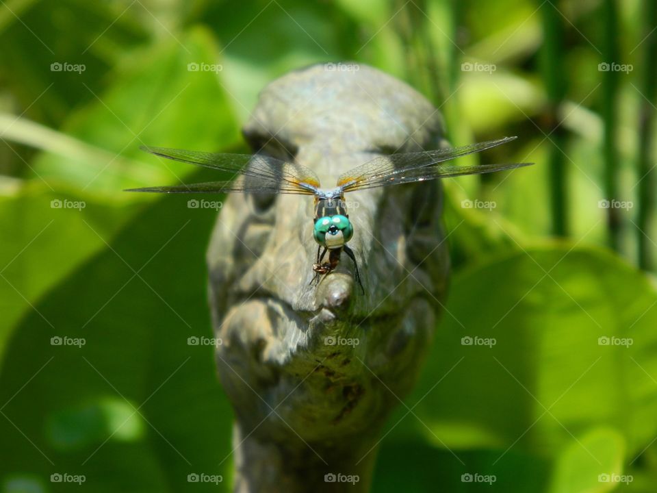 dragonfly on duck statue