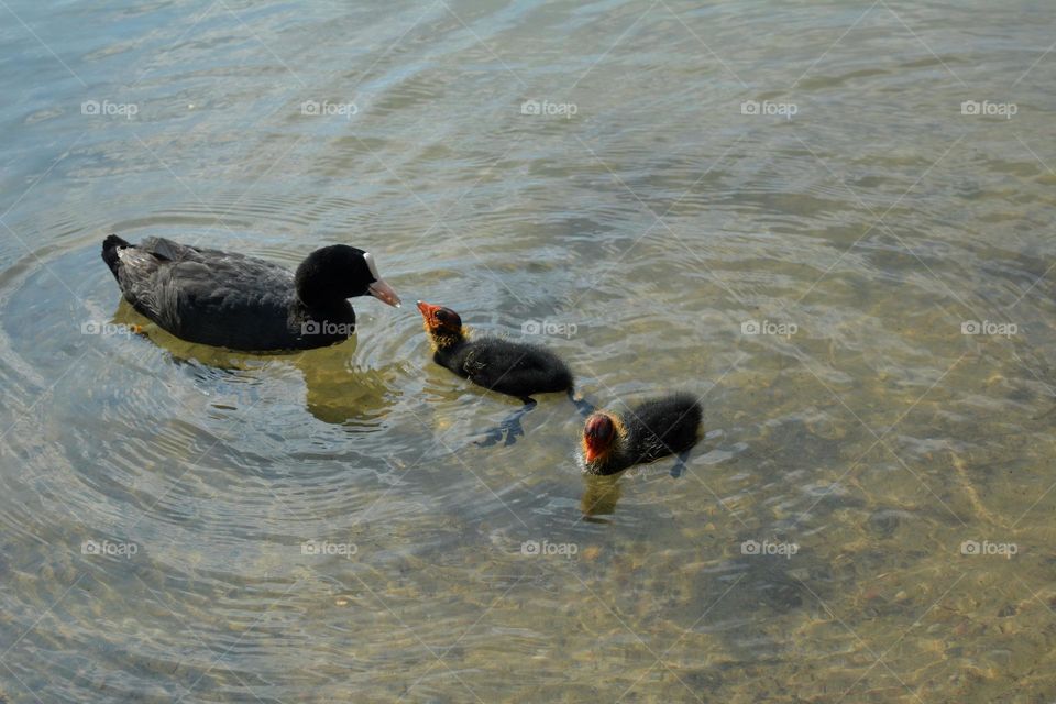 black family duck and little ducklings in water summer time