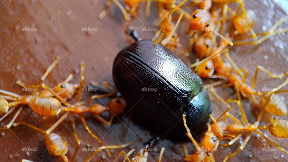 angry ants fighting an intruder, angry, angry ants, ants attacking, anger, ants got angry