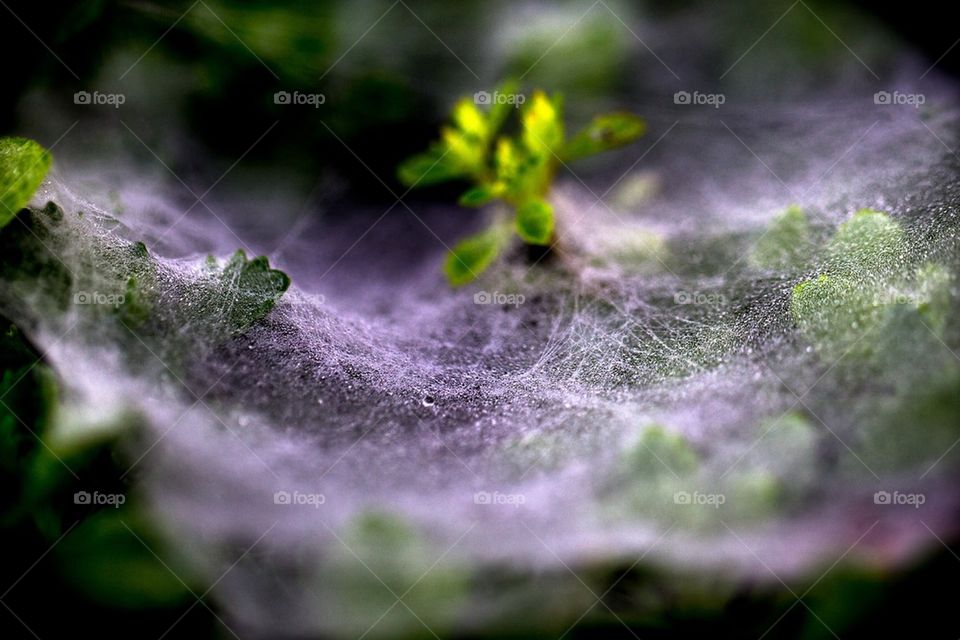 Ground Spider's Web