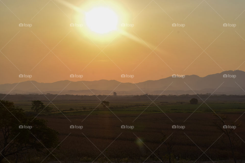 Sun rays under the rice paddy!