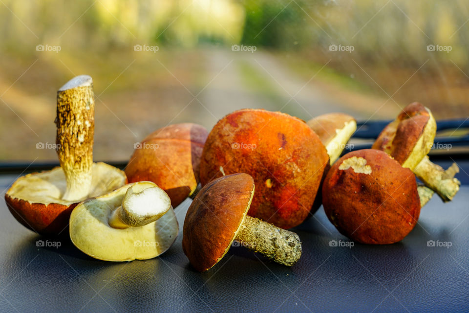 colorful edible autumn mushrooms