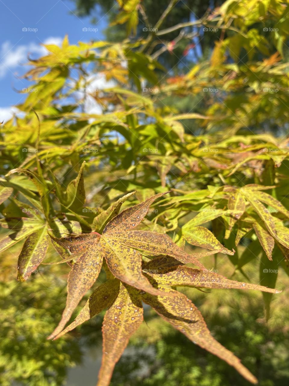 Natural autonomous leaves still on the tree