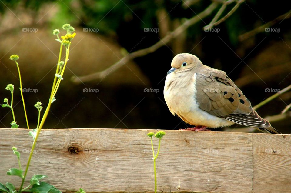 Mourning Dove on a Fence