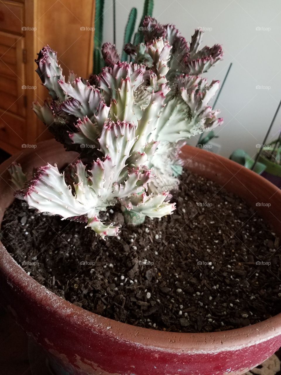 House plants in pots