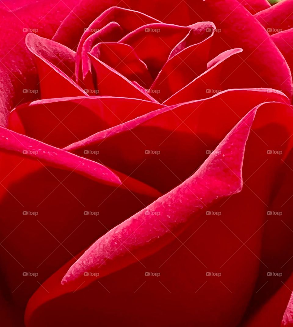 Red Rose