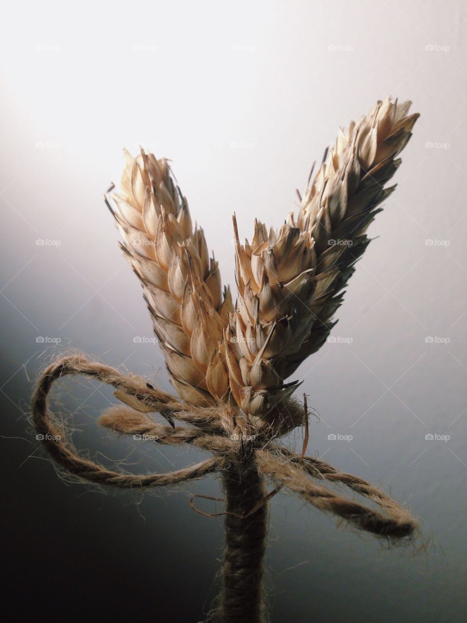 Close-up of wheat