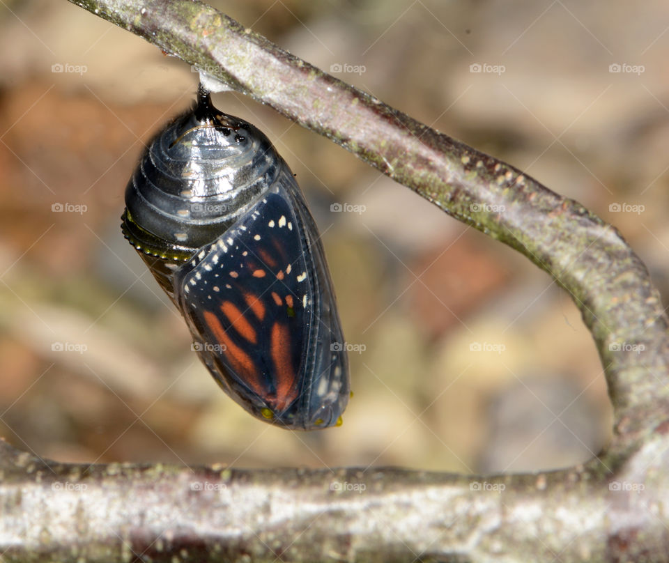 Monarch butterfly ready to emerge from chrysalis 