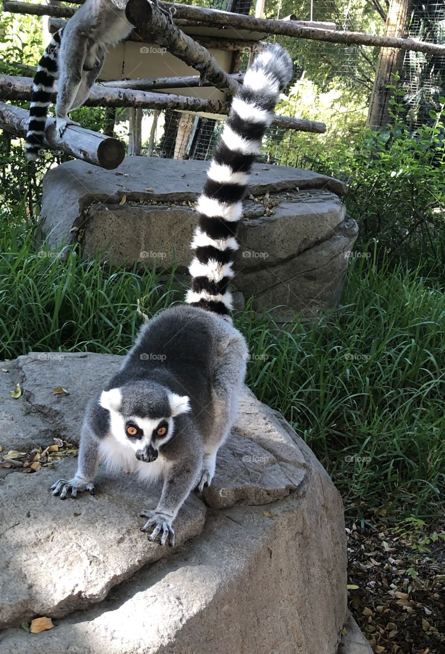 Lemur 