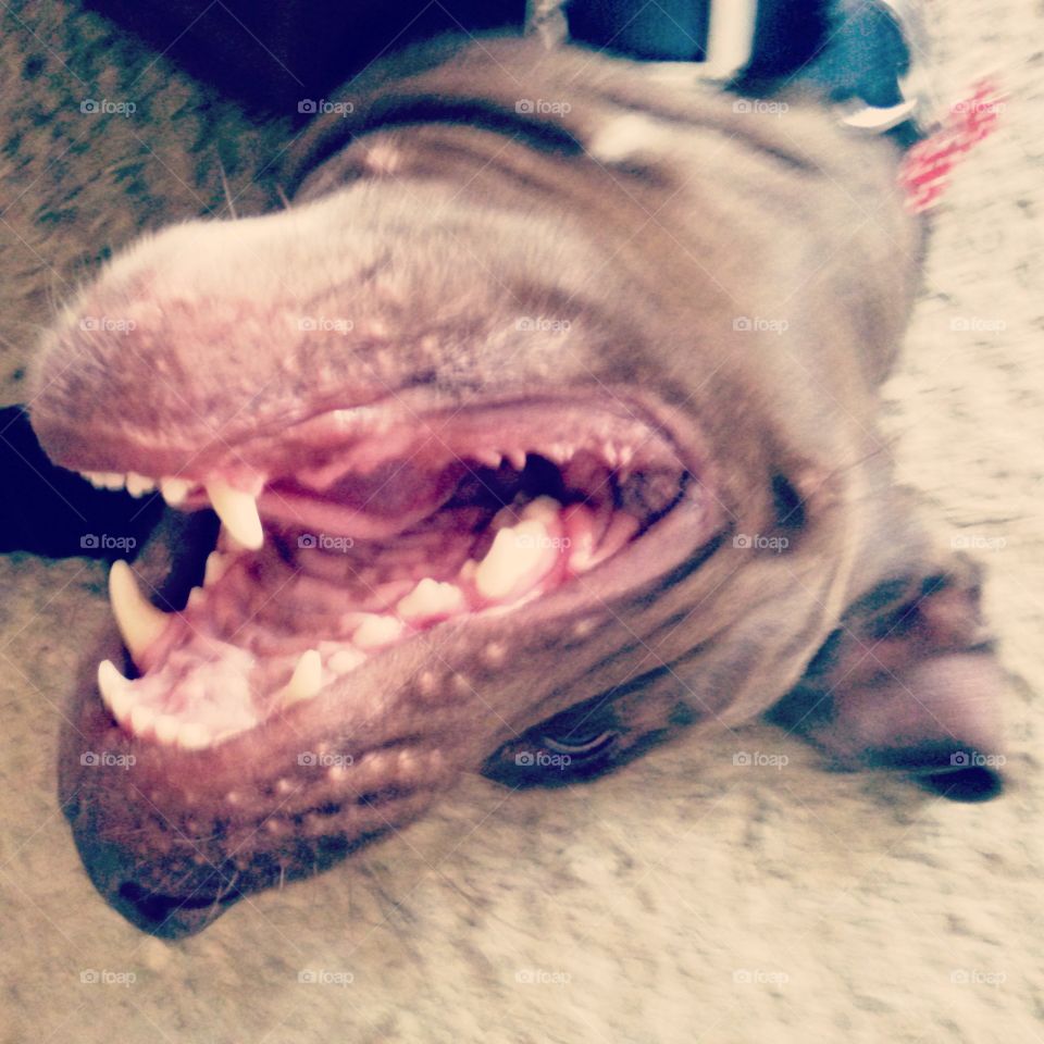 Goofy Dog. silly brown dog playing