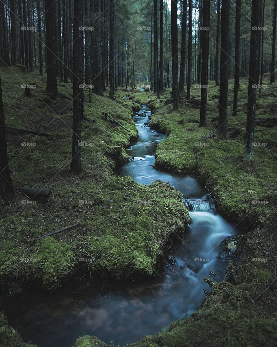 Forest Streams 