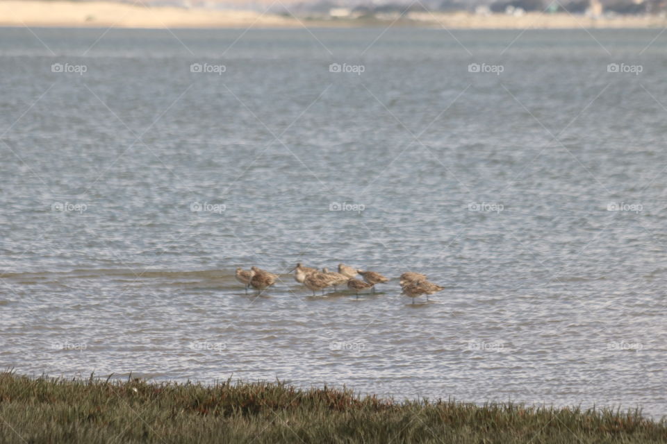 A group of Plovers