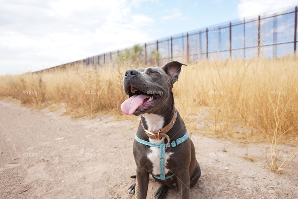 happy walk by the borderwall