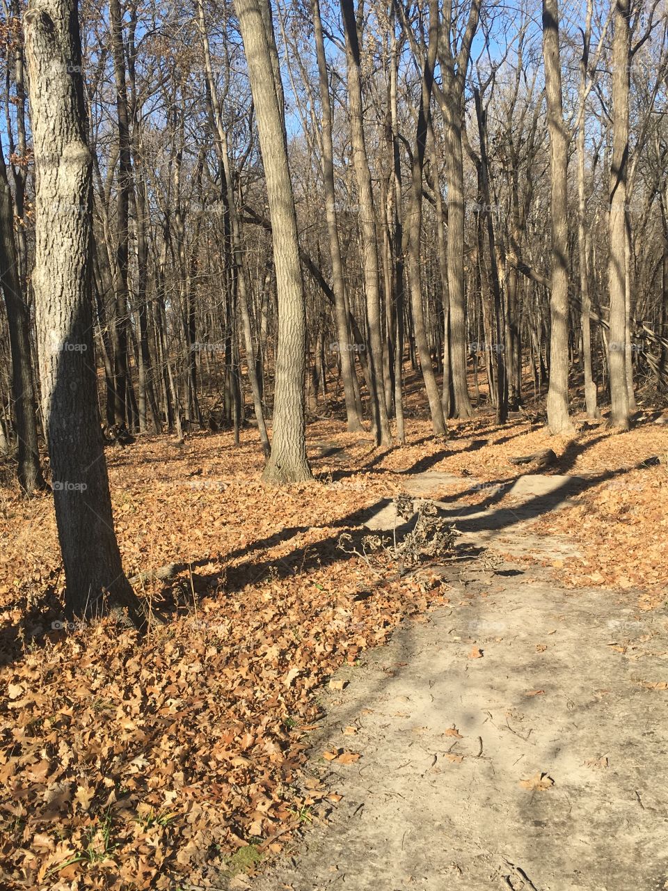 Trail in the middle of the woods
