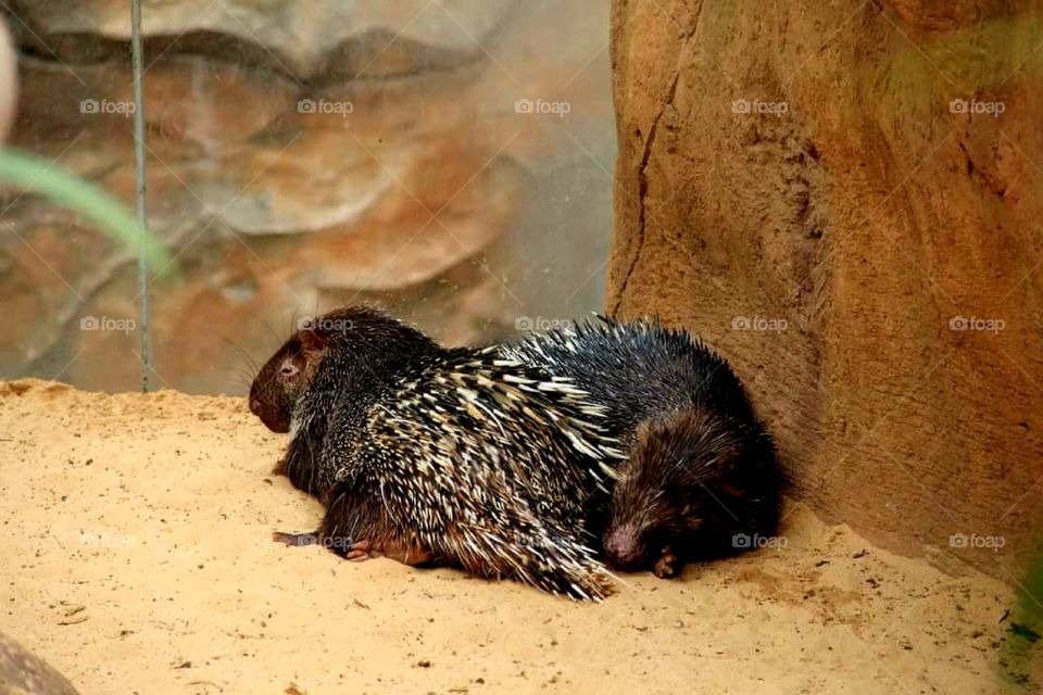 Two hedgehogs side by side in a cage