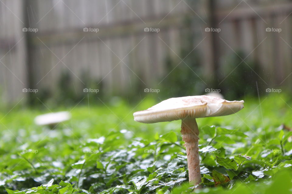 Mushroom in the rain