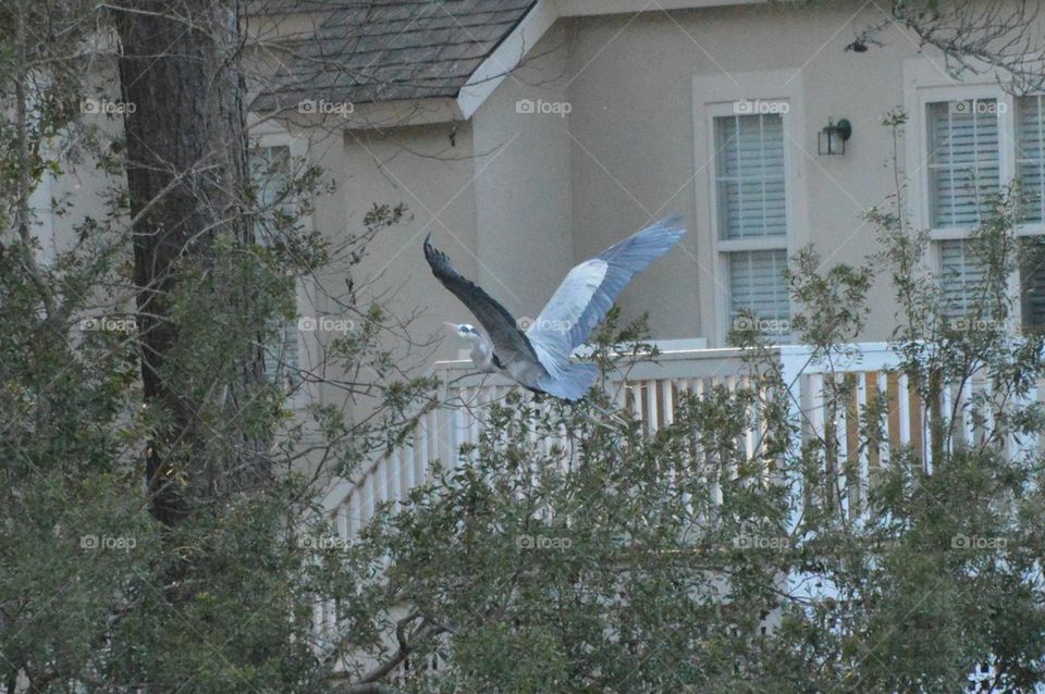 Blue Bird in Flight