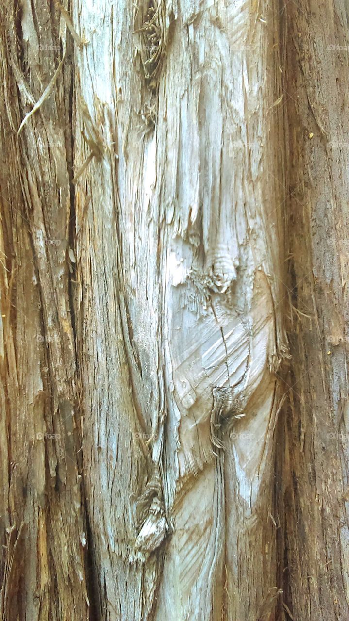 Wood texture