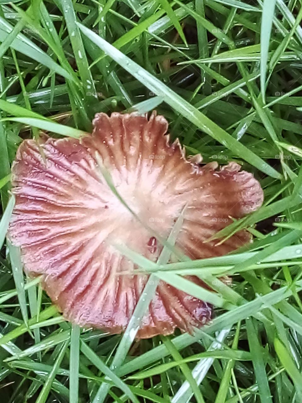 Dewy brown mushroom in the Grass after rainfall.