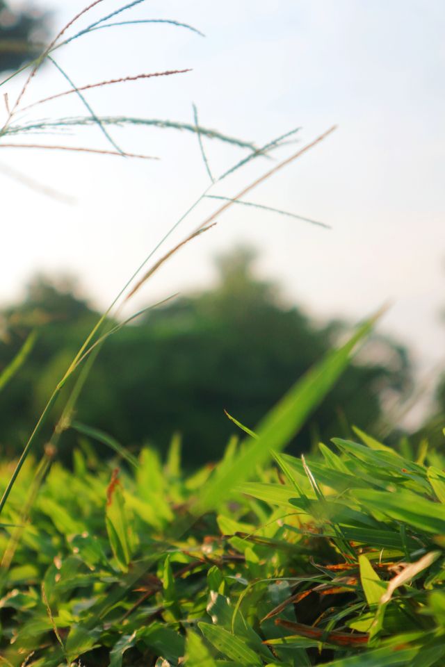 portrait of a plant