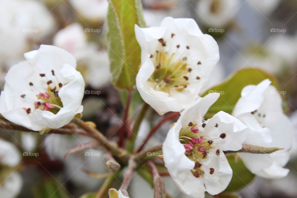Pear blossom 