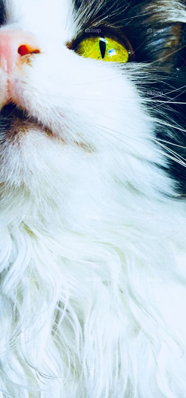 Tuxedo cat vivid color gold eyes 6