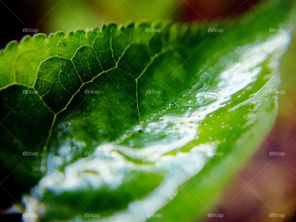 leaf