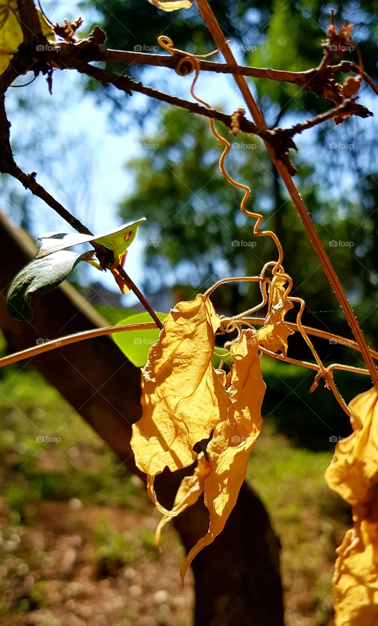 dry leaves