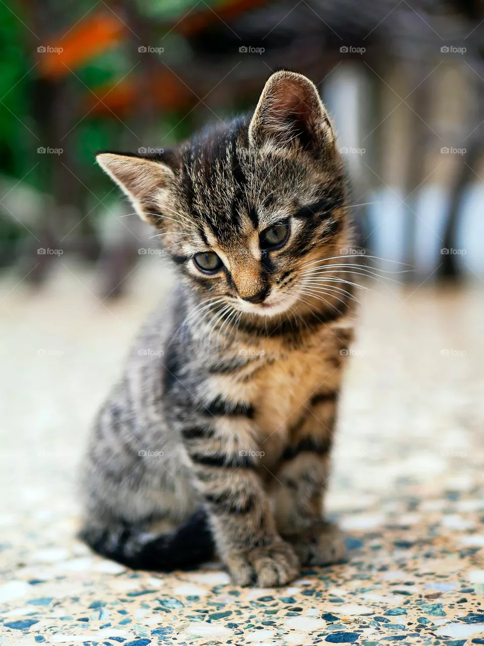 Beautiful and cute cat